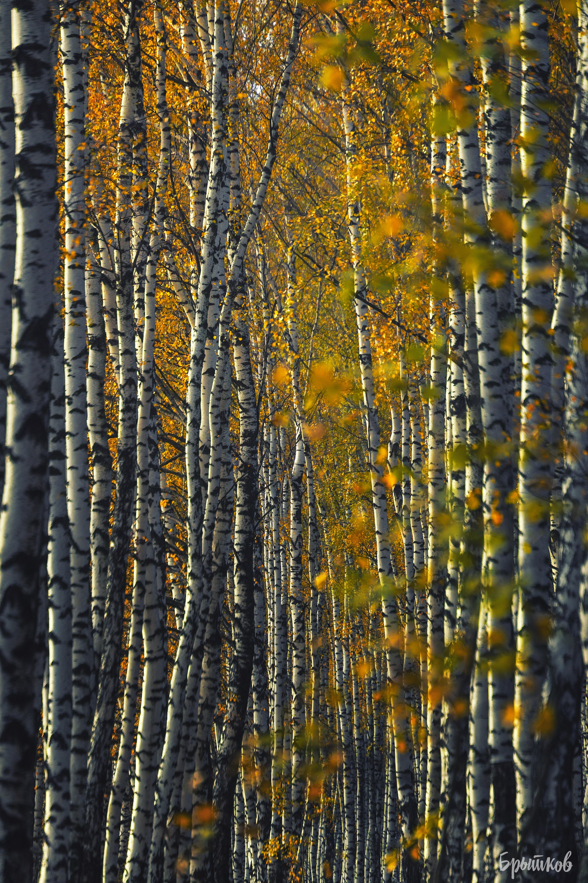Желто-зеленые осенние поля. Николай Брытков — фотограф в Туле
