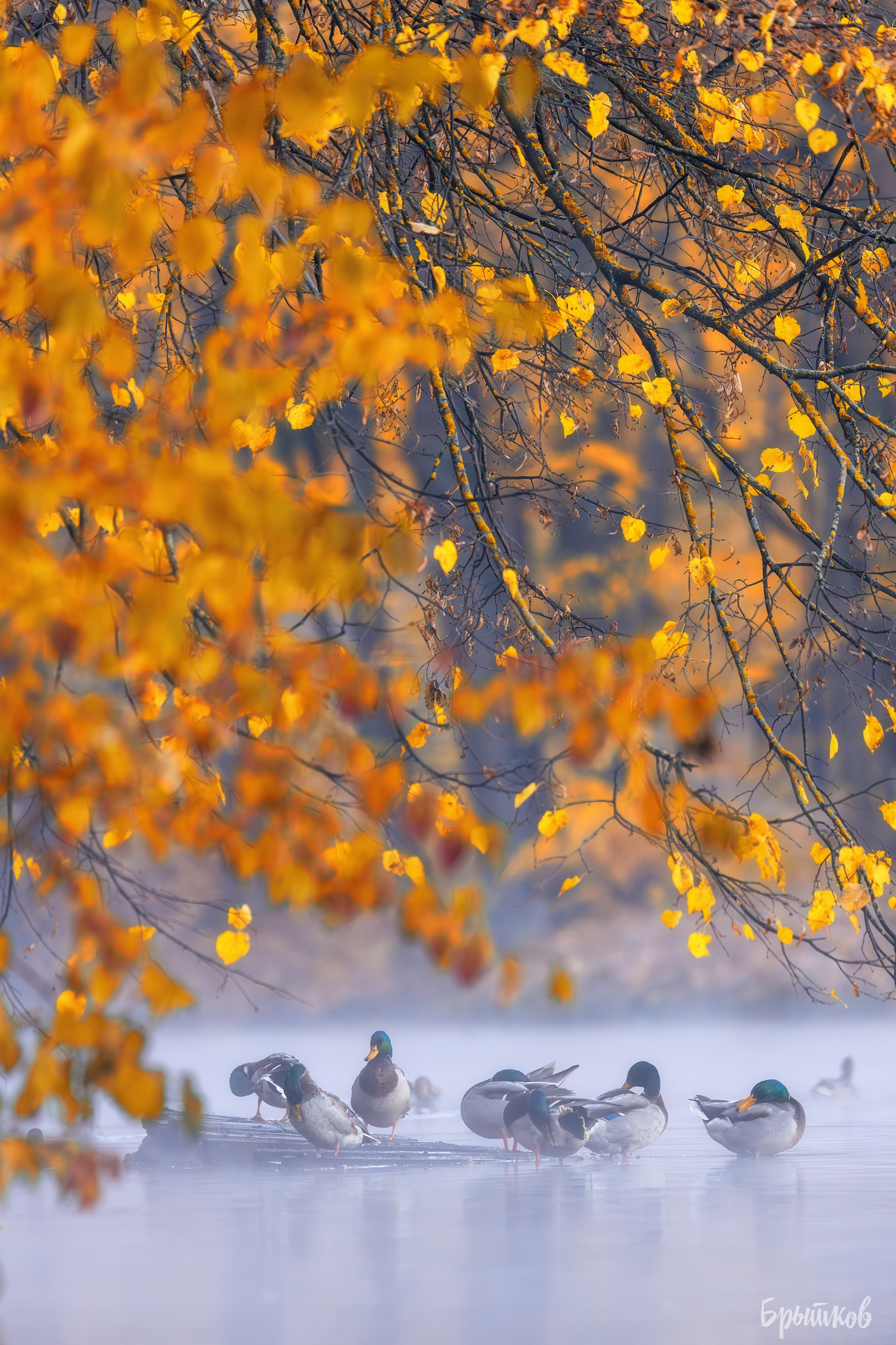 Платовский парк. Николай Брытков — фотограф в Туле