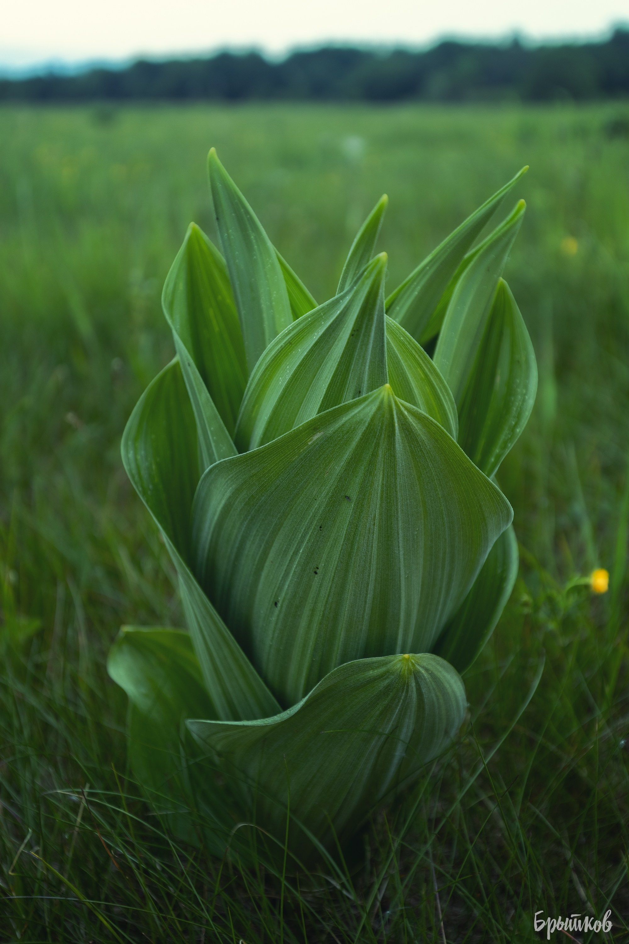 Чемерица Лобеля. Николай Брытков — фотограф в Туле