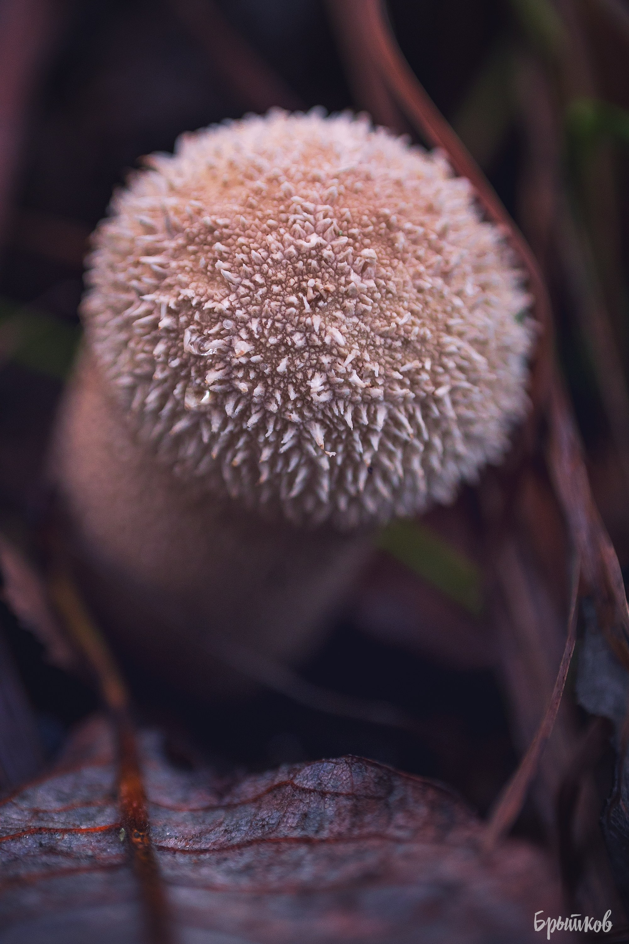 Краски осени. Макро. Николай Брытков — фотограф в Туле