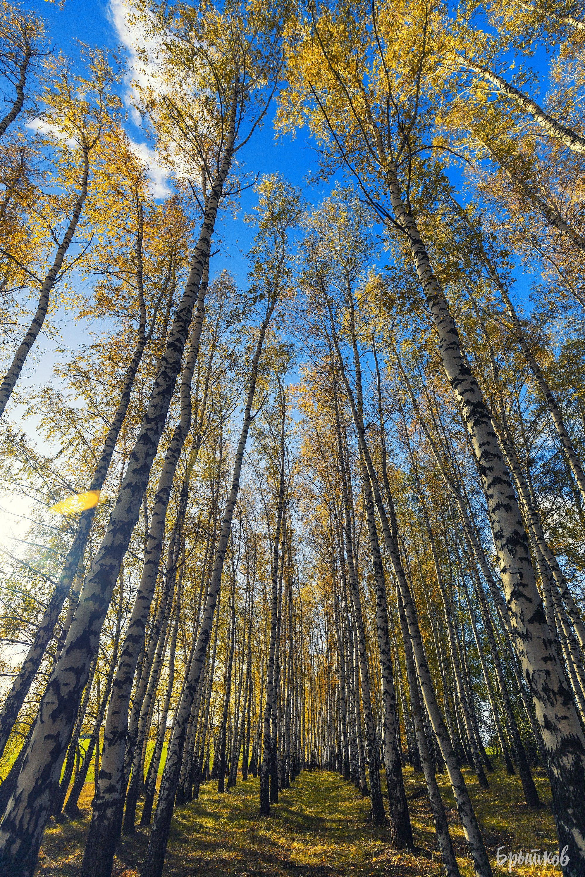 Желто-зеленые осенние поля. Николай Брытков — фотограф в Туле