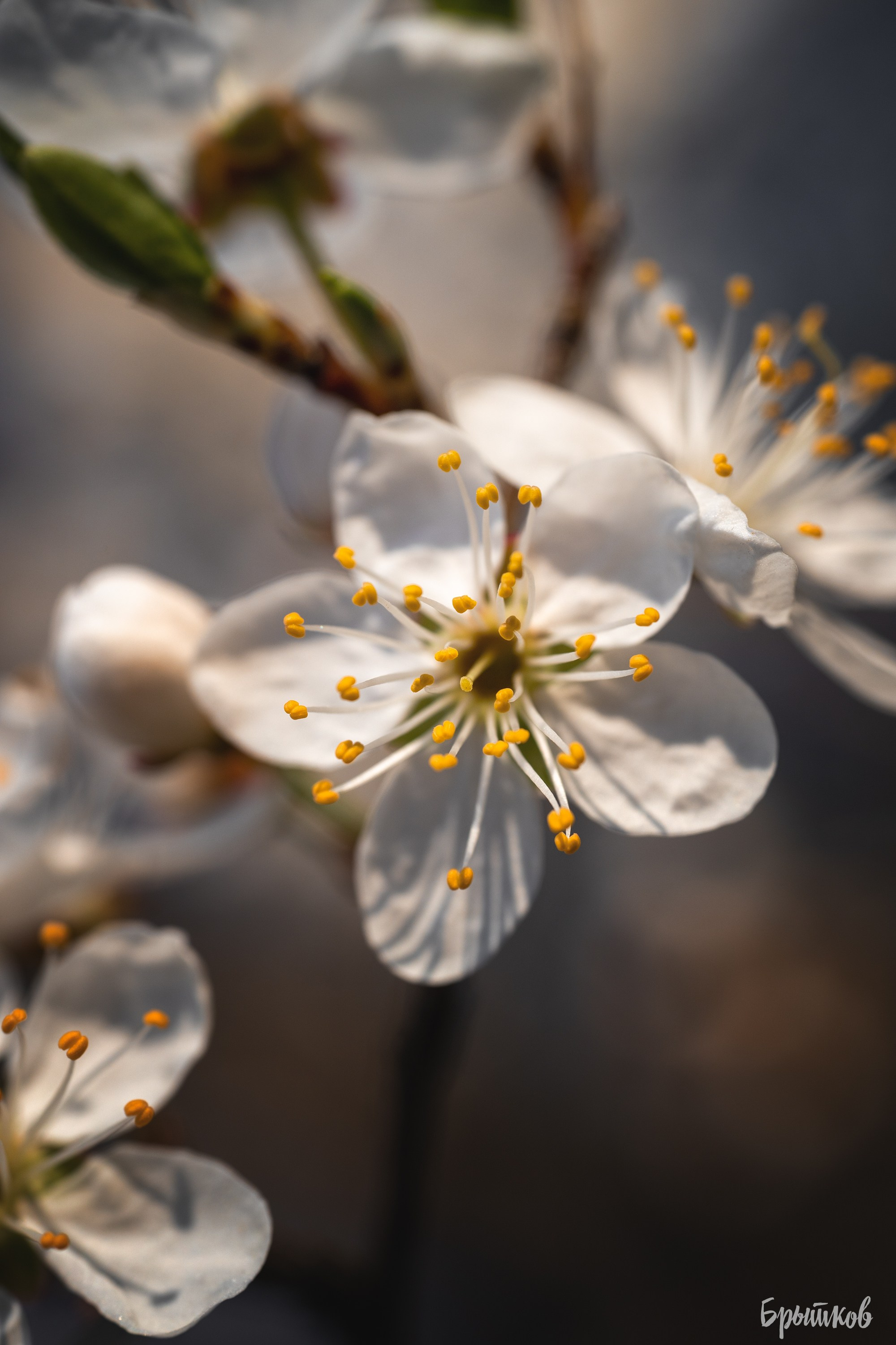 Вишня. Николай Брытков — фотограф в Туле