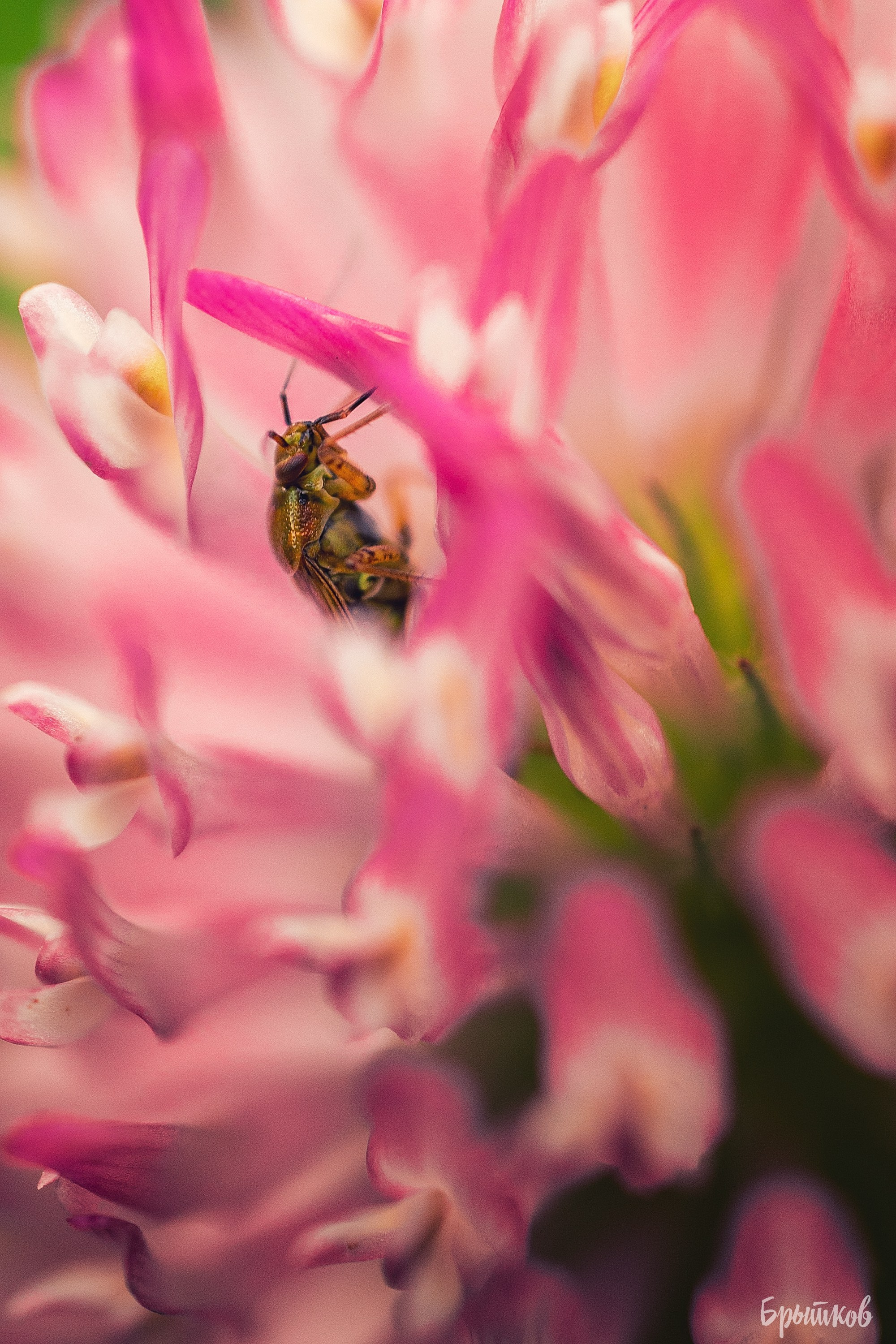 Краски осени. Макро. Николай Брытков — фотограф в Туле