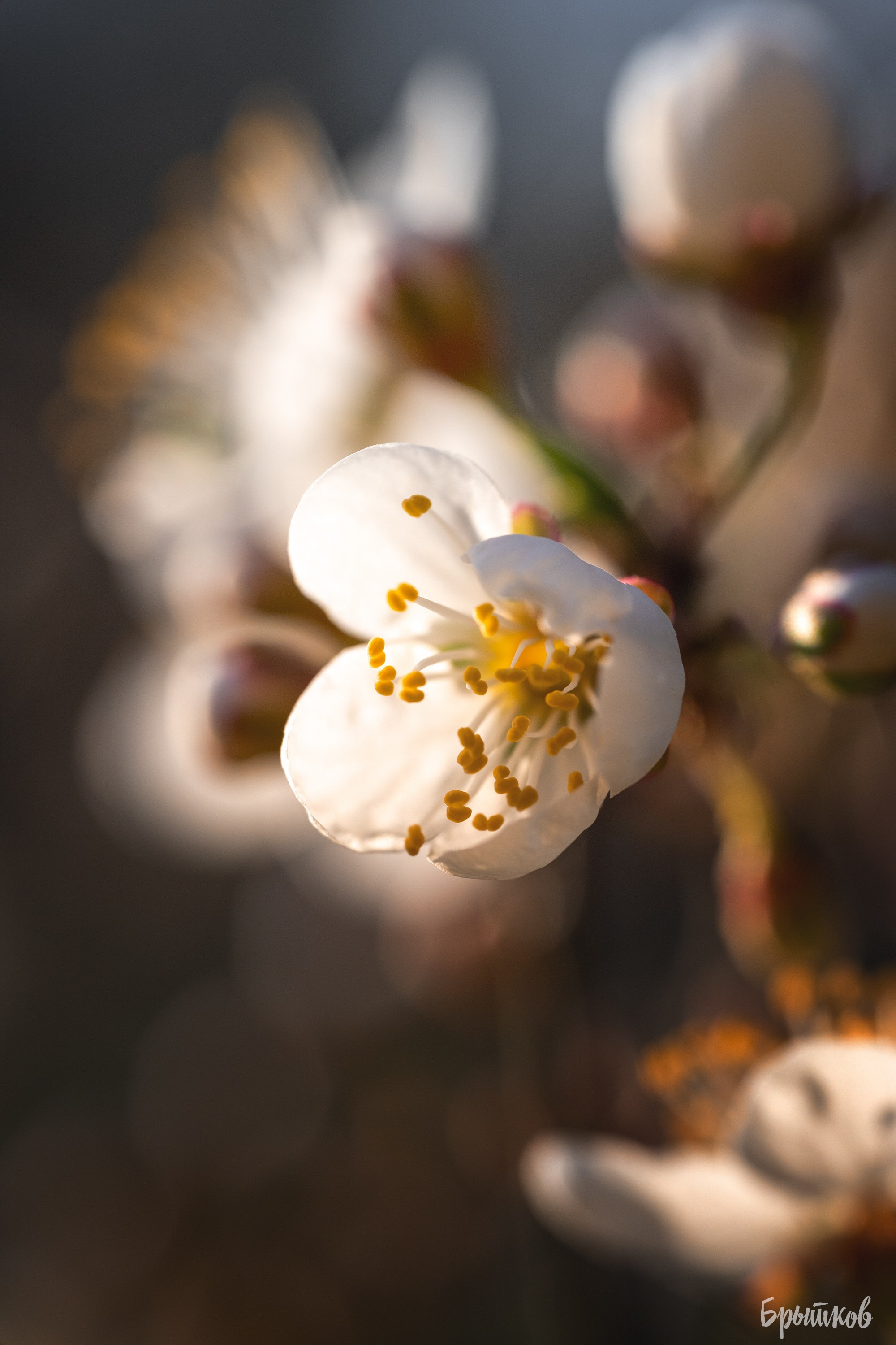 Вишня. Николай Брытков — фотограф в Туле