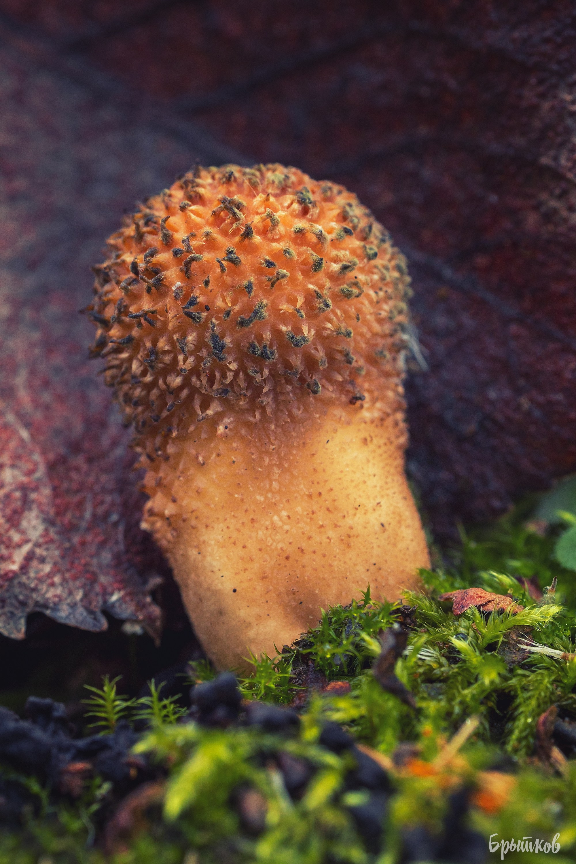 Краски осени. Макро. Николай Брытков — фотограф в Туле