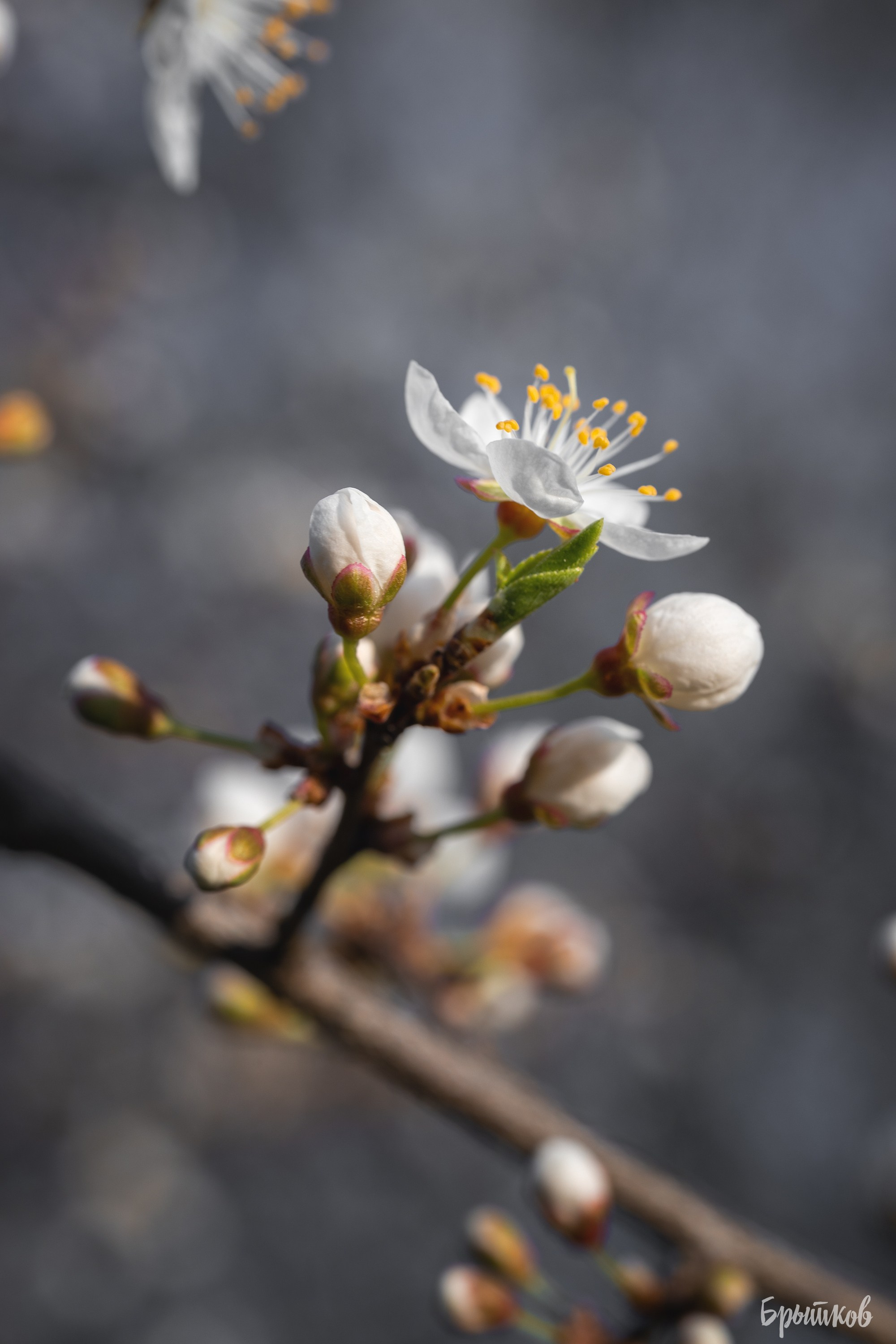 Вишня. Николай Брытков — фотограф в Туле