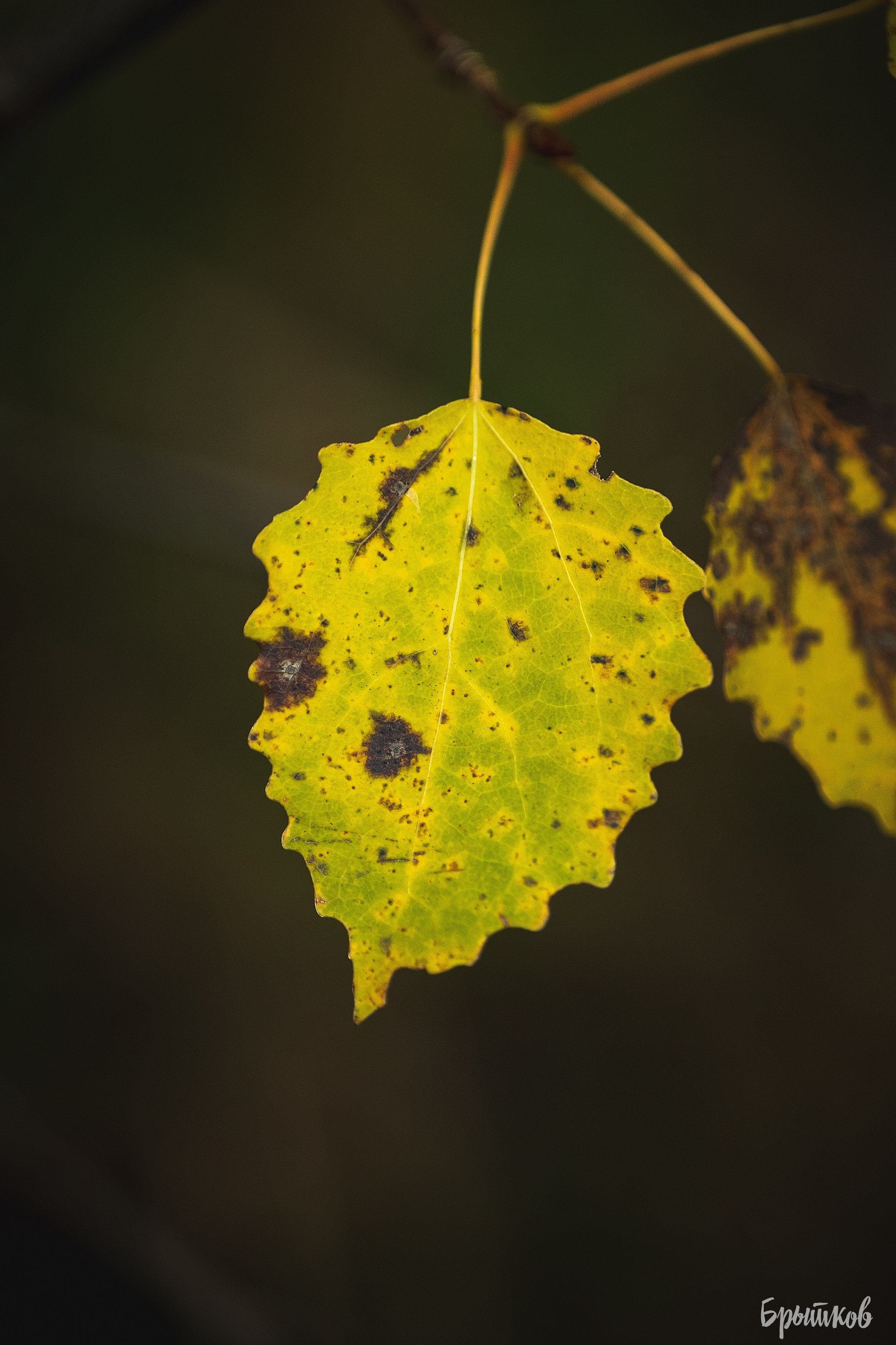Краски осени. Макро. Николай Брытков — фотограф в Туле
