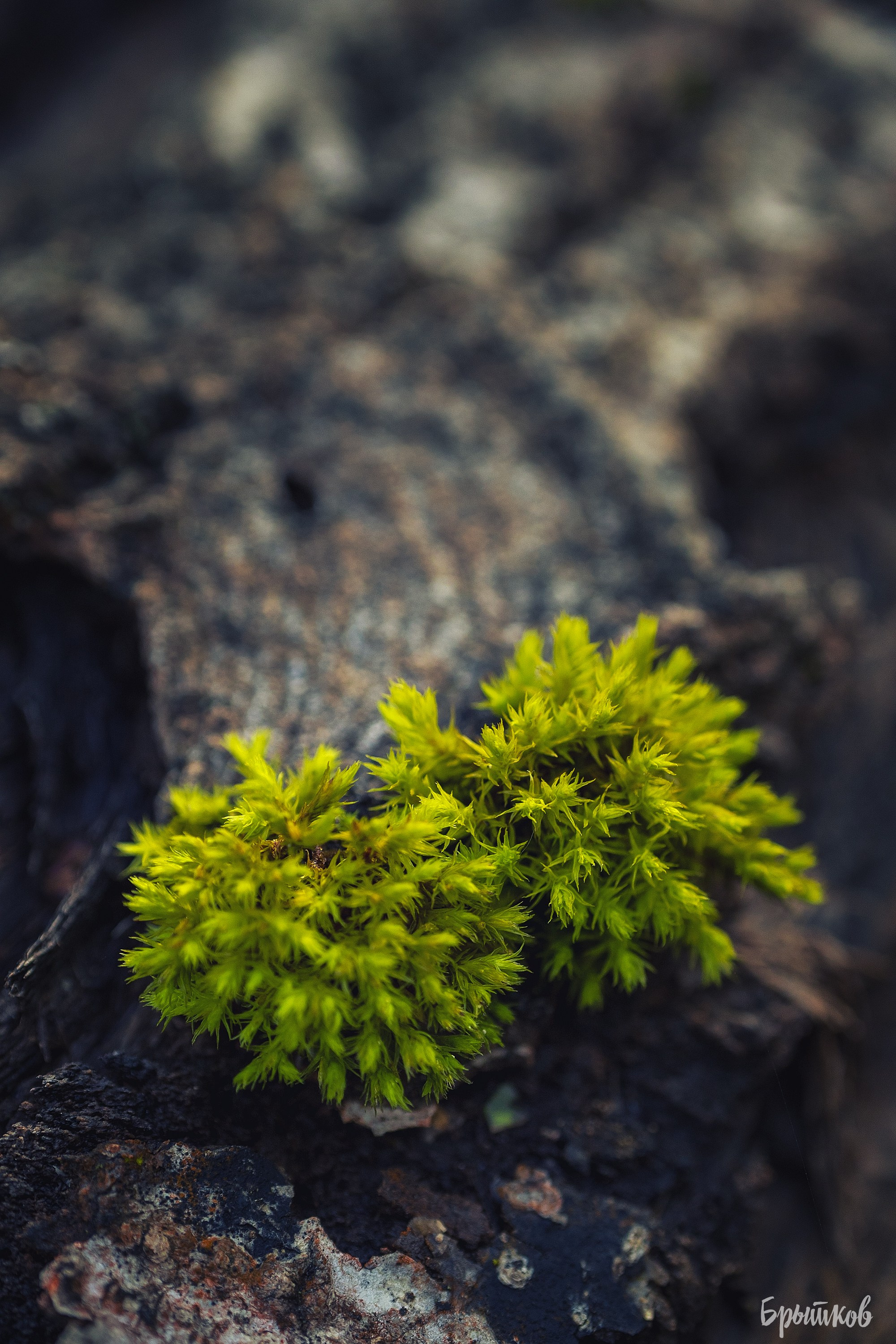 Краски осени. Макро. Николай Брытков — фотограф в Туле