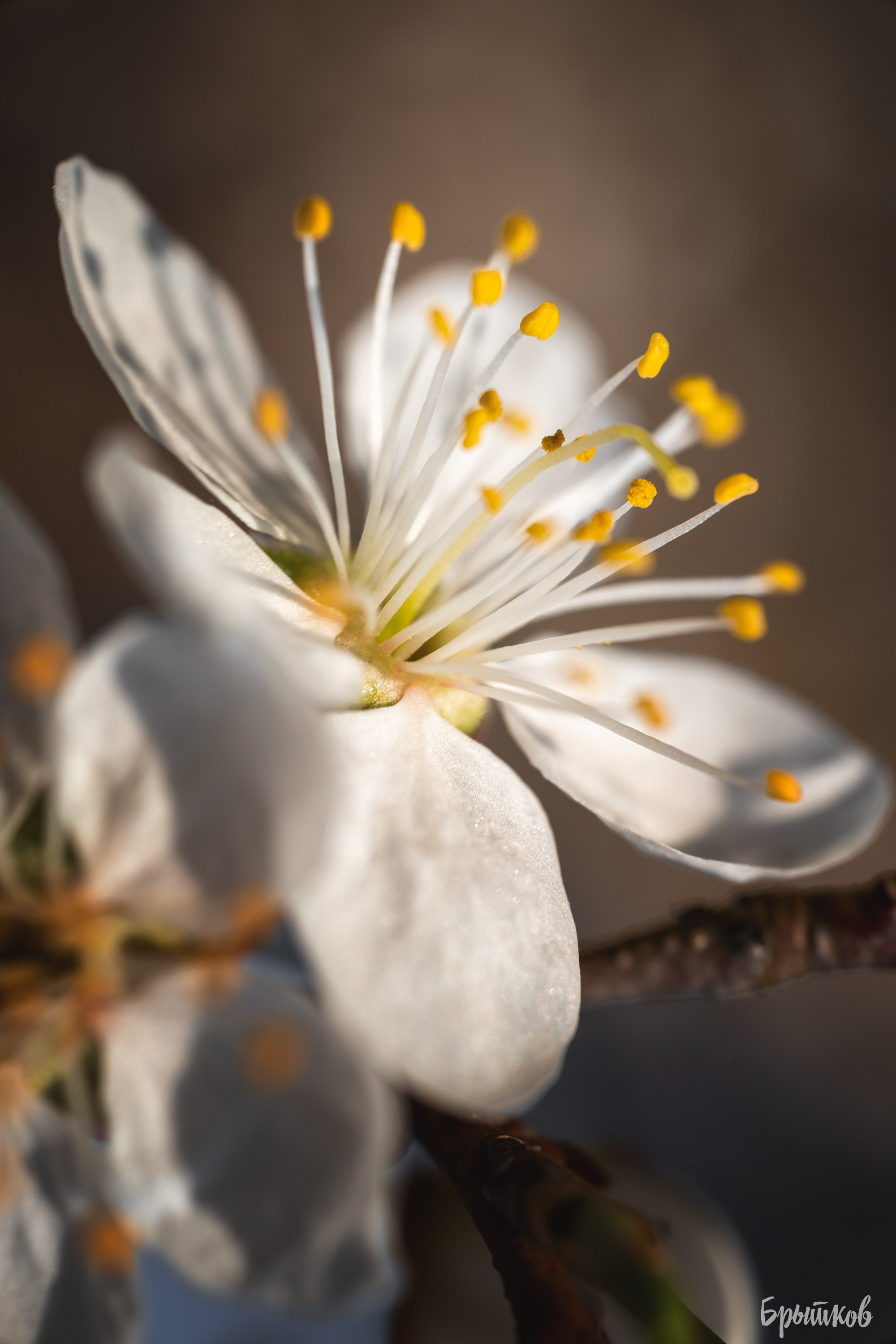 Вишня. Николай Брытков — фотограф в Туле