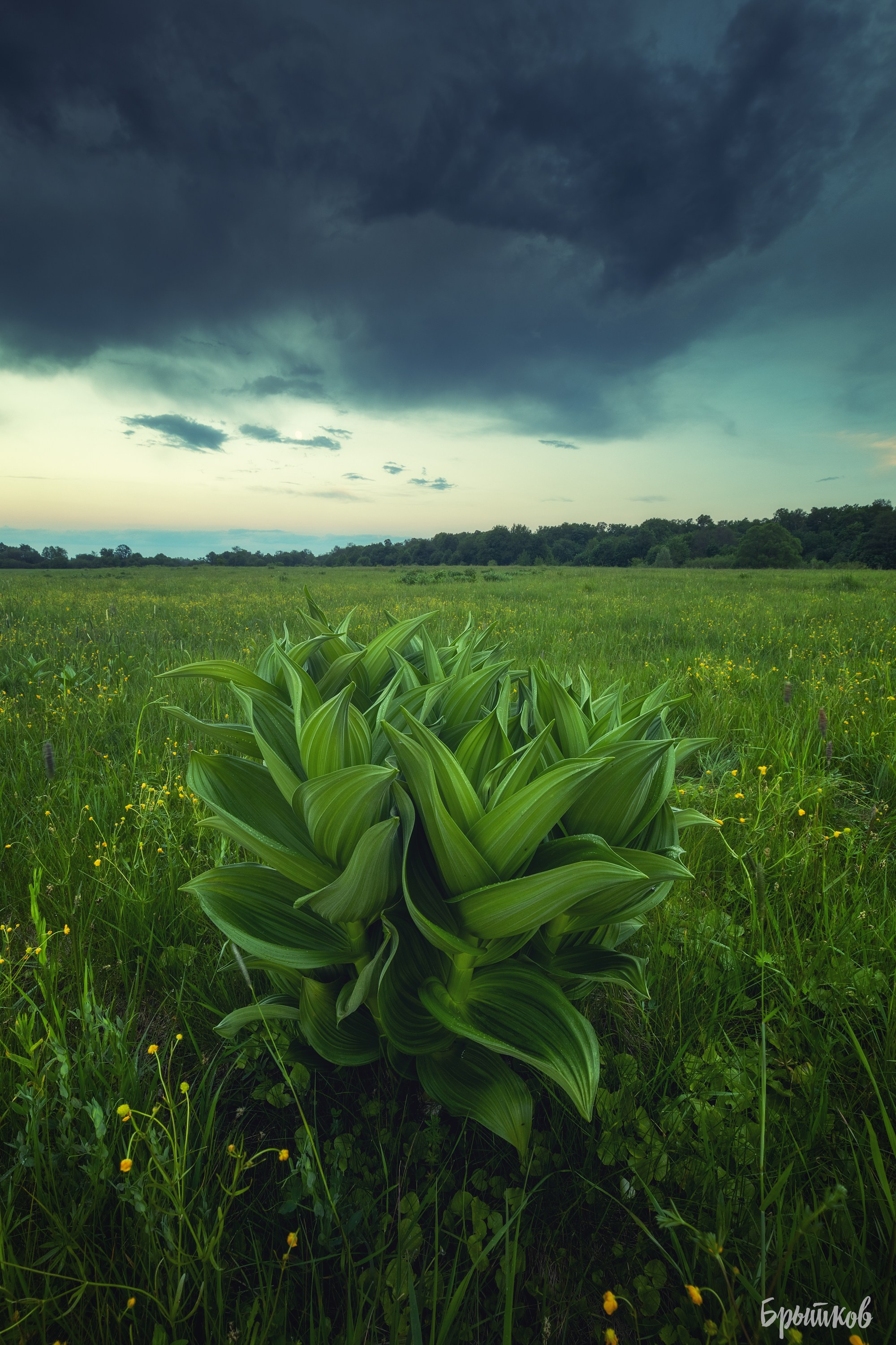 Чемерица Лобеля. Николай Брытков — фотограф в Туле
