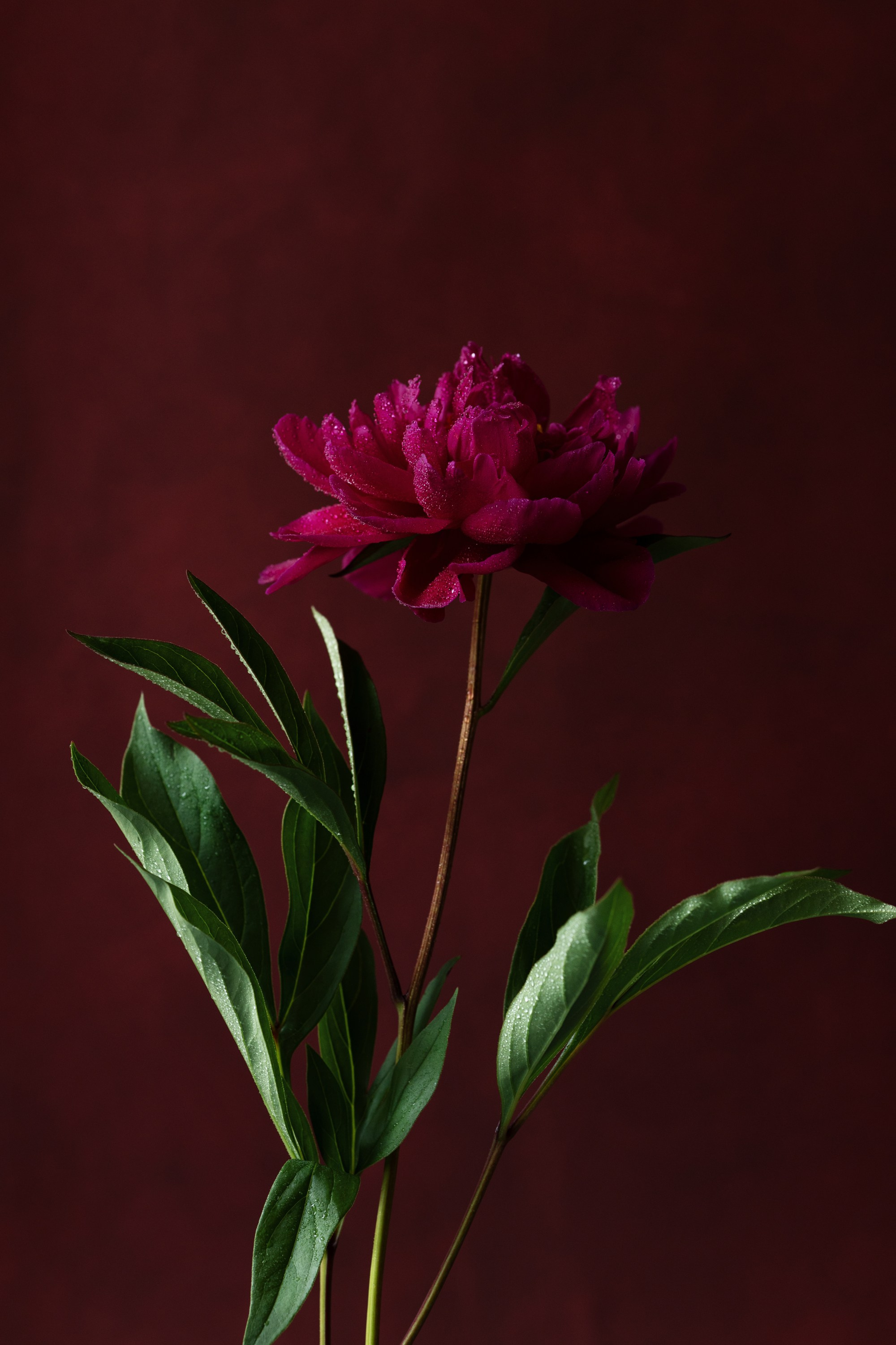 Floral Portraits. Author’s fine art prints with international delivery