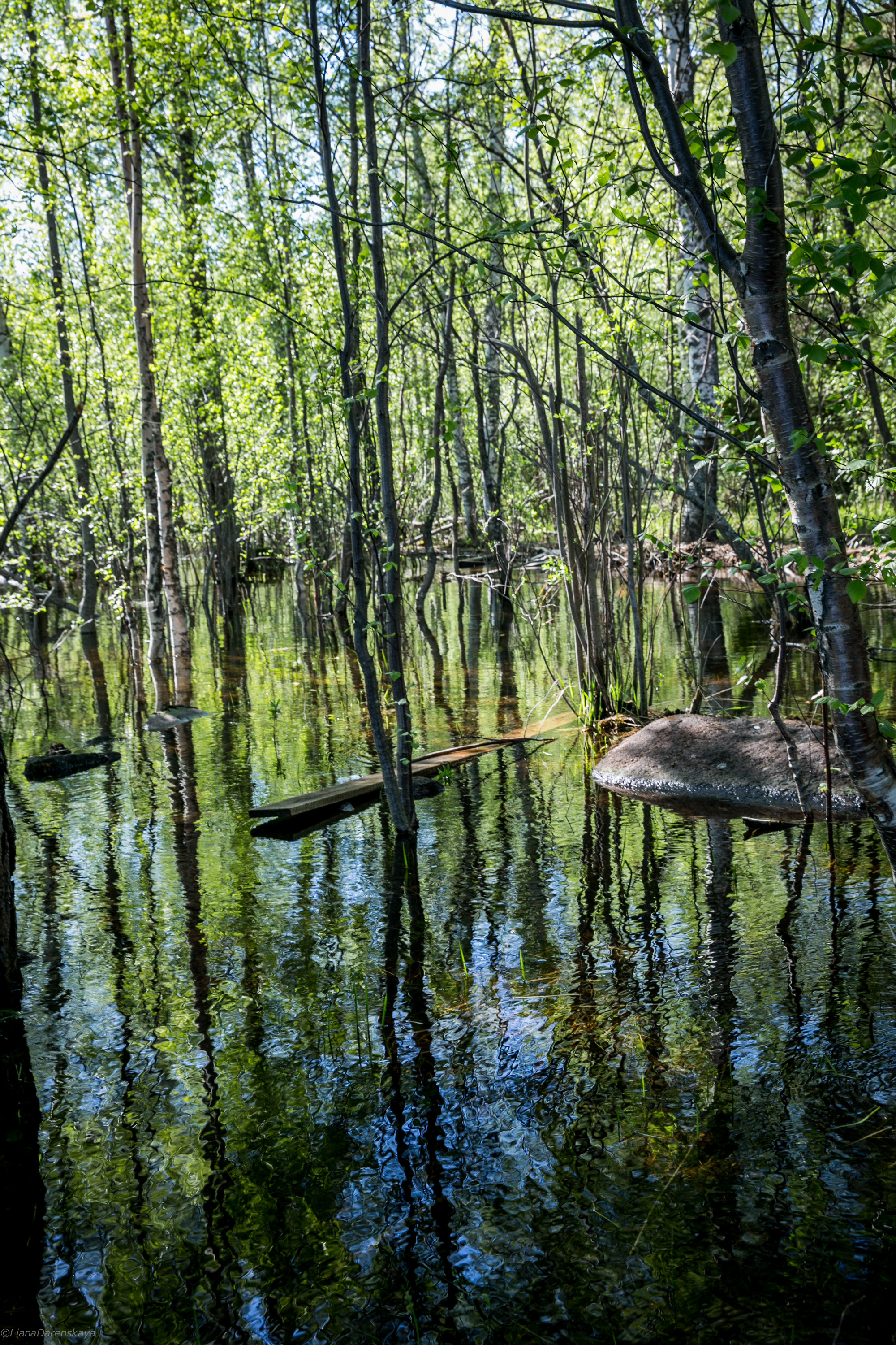 Valaam Island. Visual artist, photographer Liana Darenskaya, Moscow