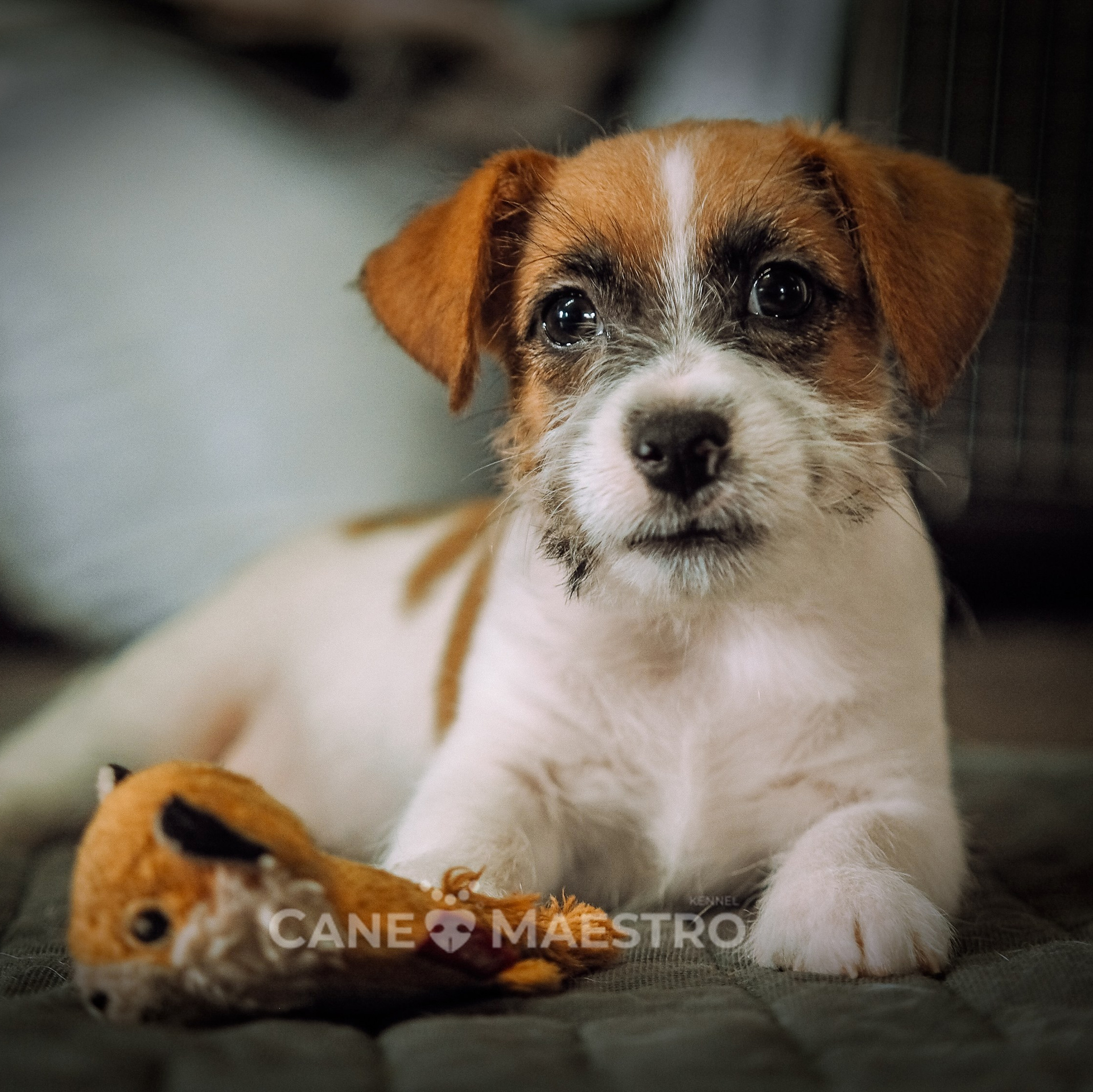 LITTER «Х» 03/08/2024. CANE MAESTRO — kennel Jack Russell Terrier