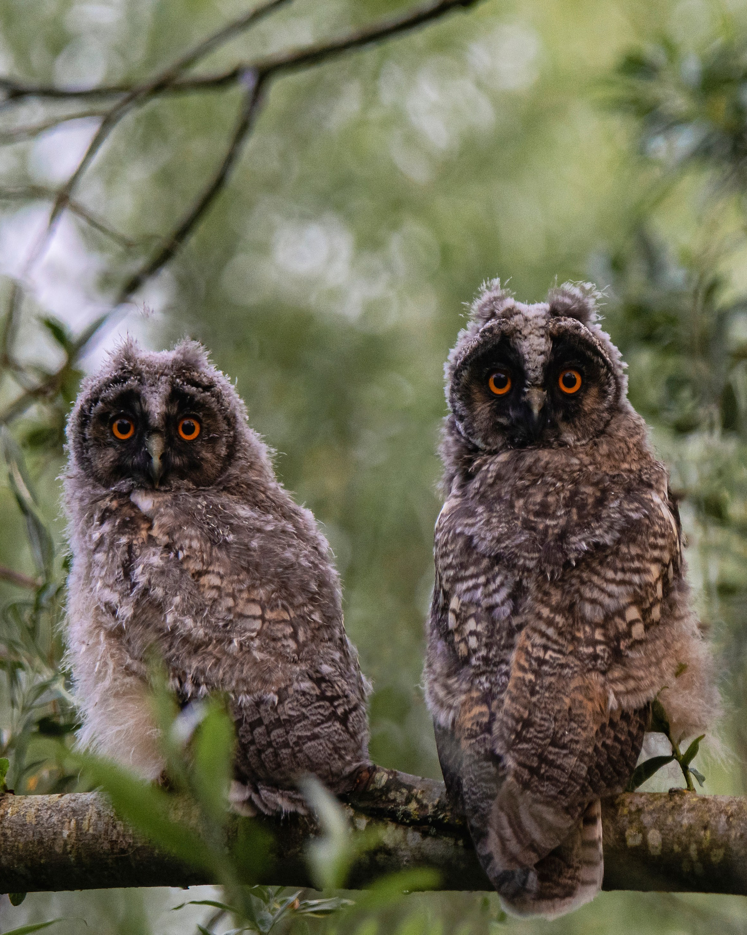 Фотоохота. Фотографии Лены Соколовой