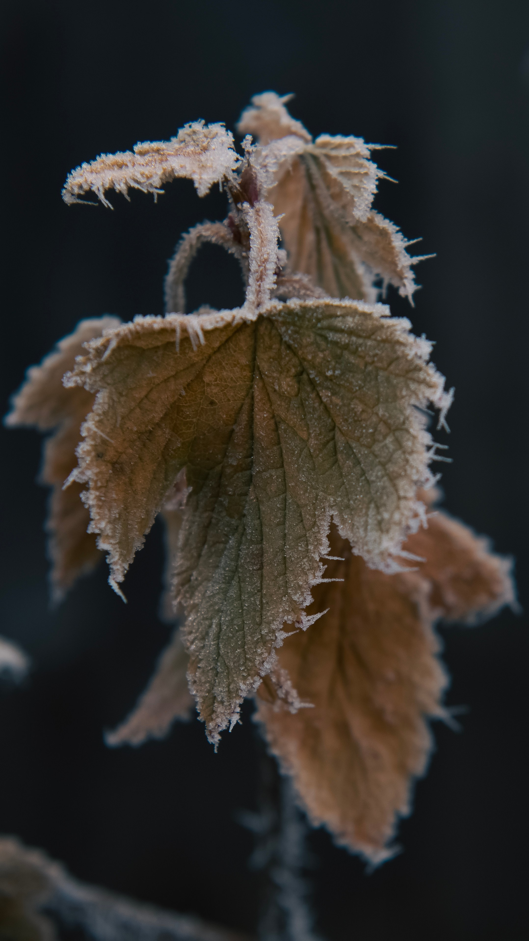 Серебро. Профессиональная High-End Ретушь | Ретушер и предметный фотограф Алла Белова
