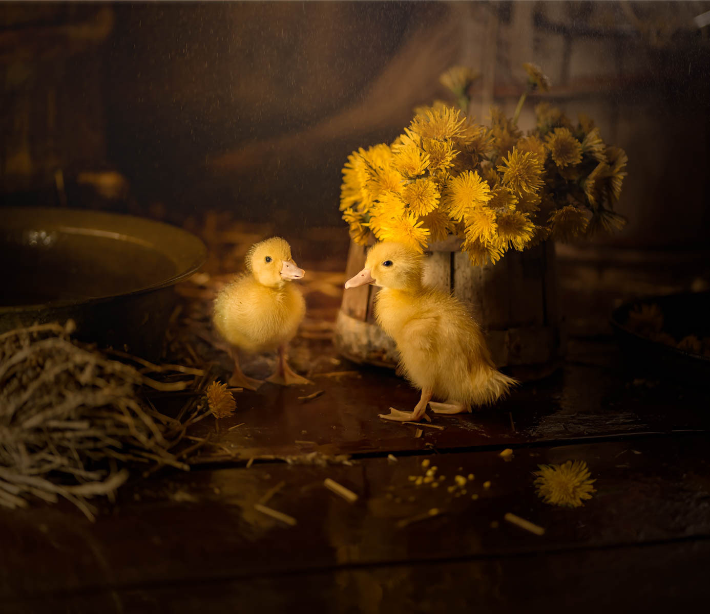 утенок, гусенок, гусята, желтый, маленький гусенок, цыпленок, весна, желтые гусята, свет, винтаж, пасущиеся, милые гусята, птицы, природа, одуванчики, гусята и одуванчики, ретро, деревня, ферма, милый ребенок, фотография природы, фотограф Екатеринбург, семейная фотография, Светлана Корнелюк, Светлана Корнелюк