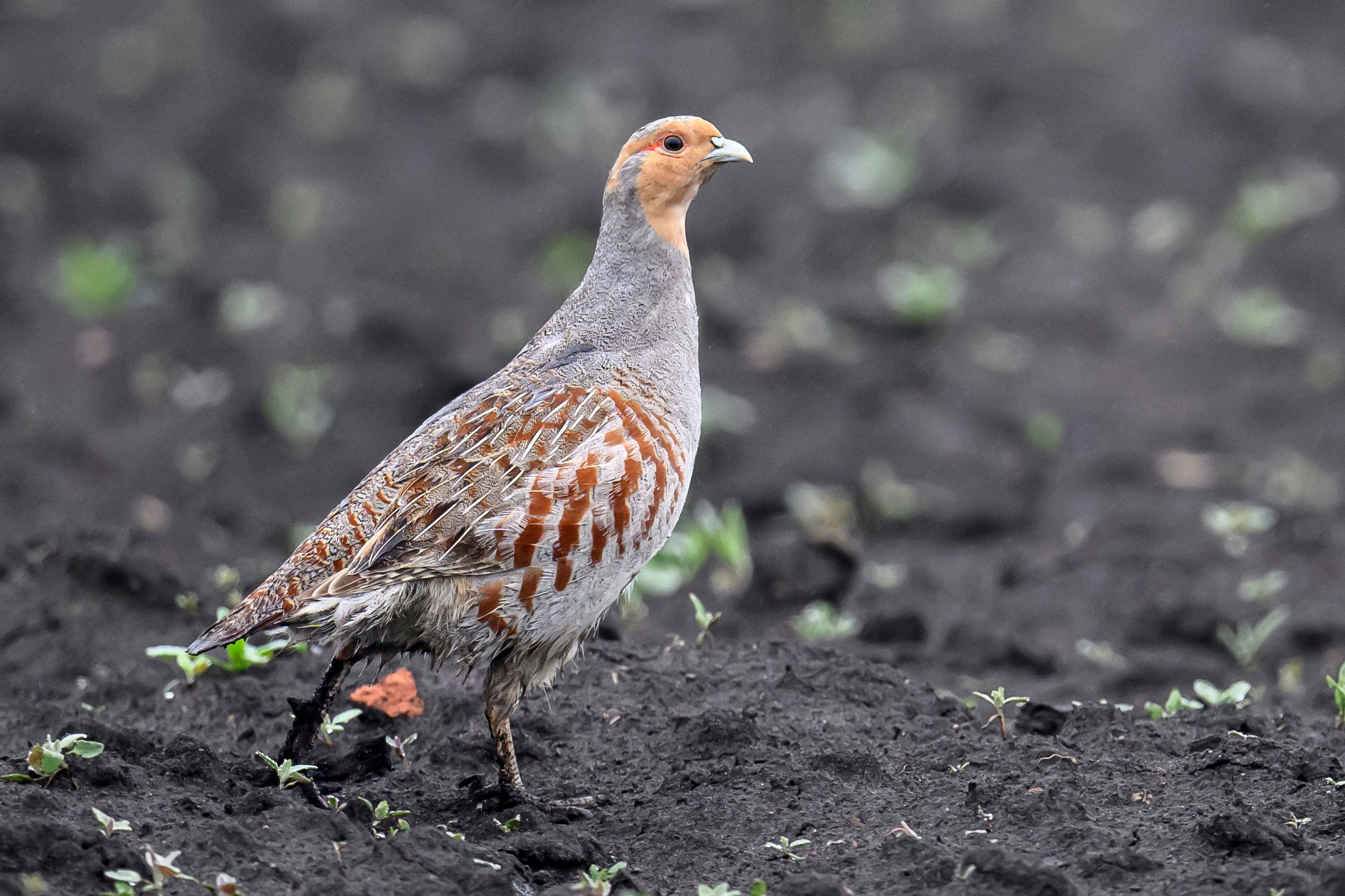 Куропатель. Wildlife photography by Sergey Puponin