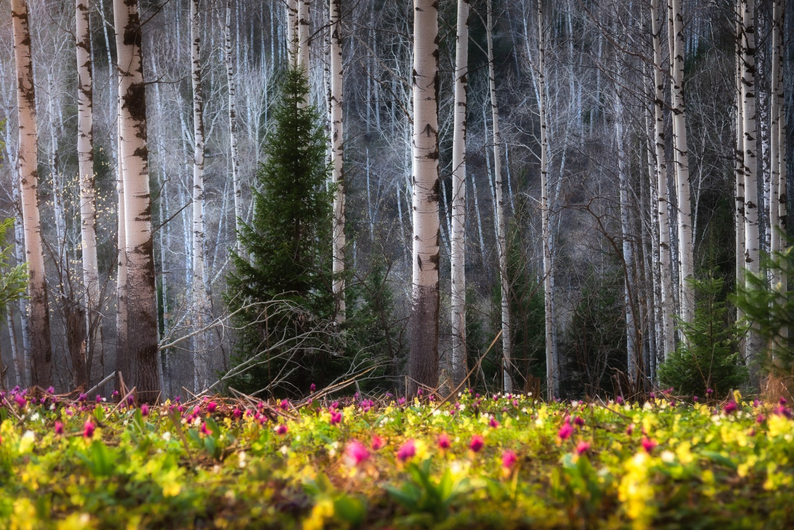 Кандык сибирский: живой реликт. Профессиональный пейзажный фотограф Алёна Рубан