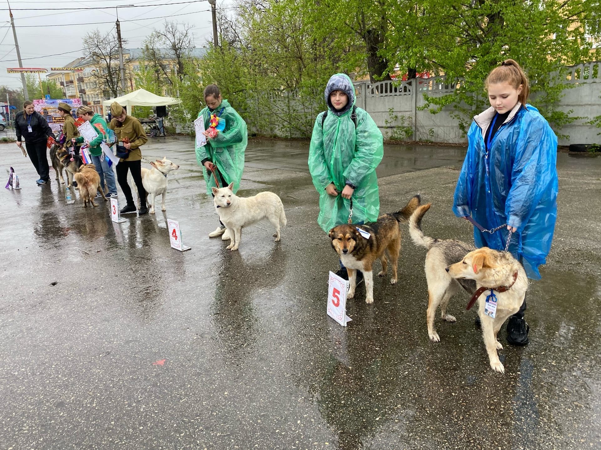 Третья выставка беспородных собак «Для дружбы не важна порода». НРОО КЦ "Собаковод"