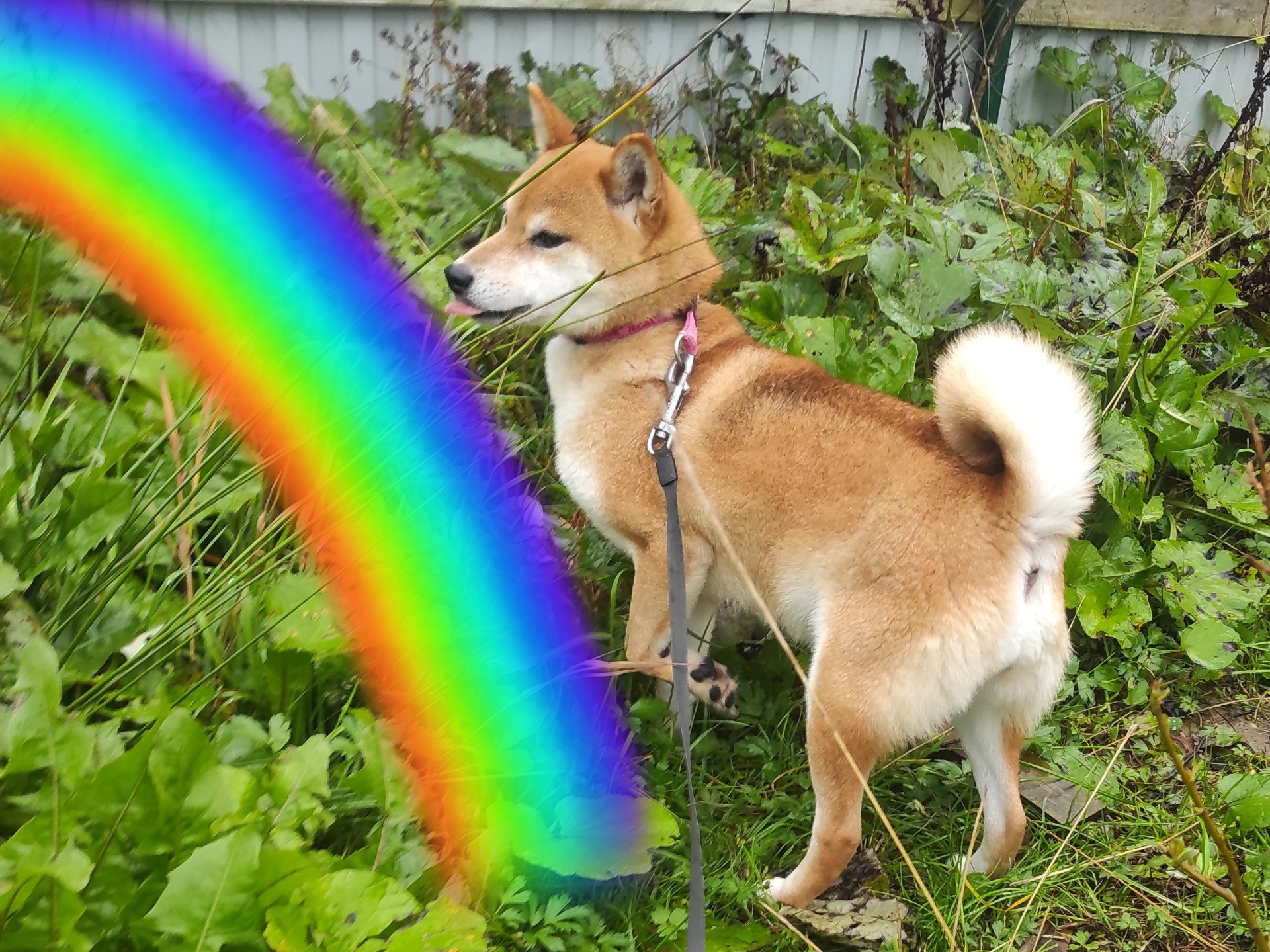 Кого не стало. Американская акита I Сиба ину I Питомник RUBYLIGHT