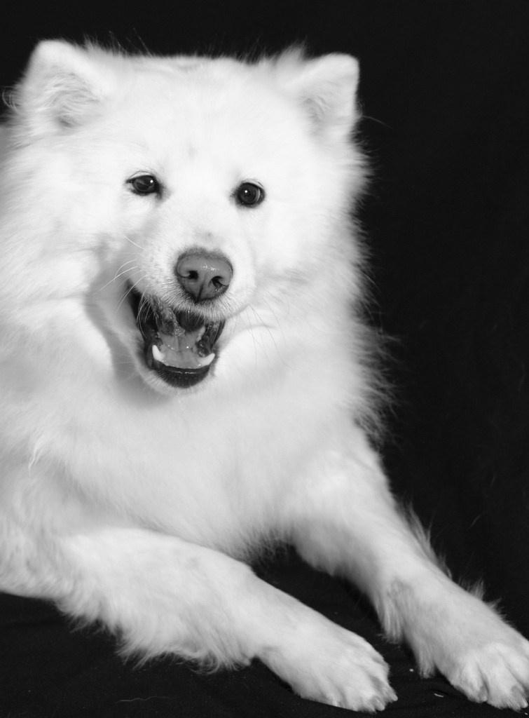 Коротко об Якутской лайки. Фотограф анималист, пейзажист, спортивные мероприятия. Новосибирск