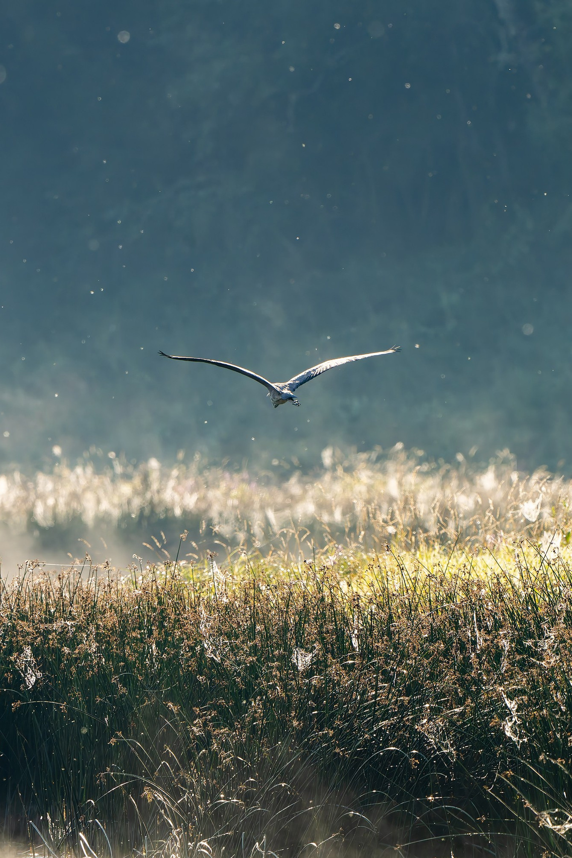 Фотограф спортивные события, недвижимость, турбизнес