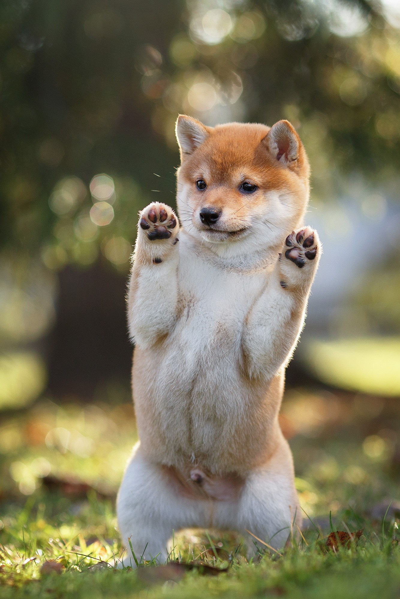 Онлайн-курс по съемке собак. Фотограф Анастасия Ветковская, Москва