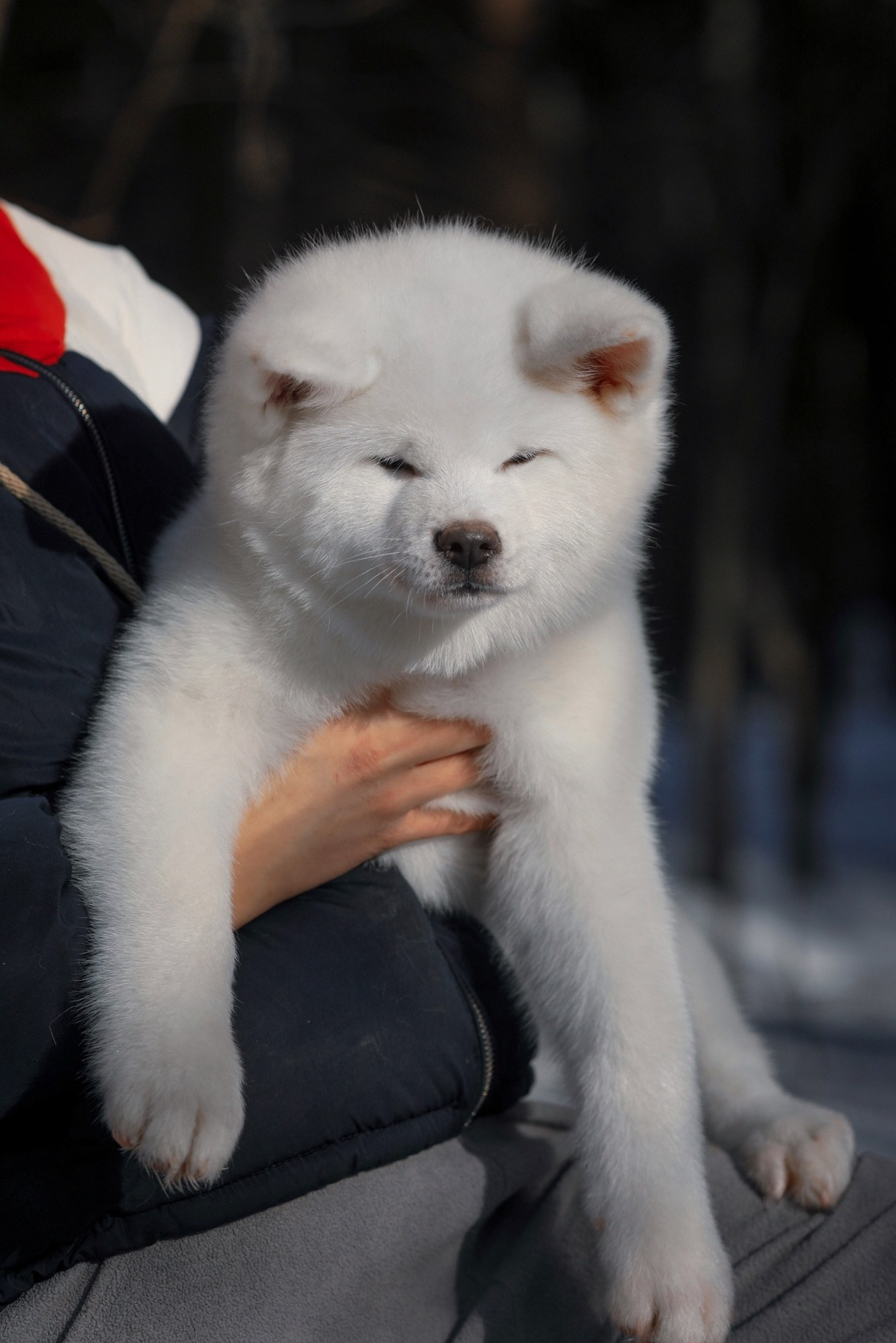 Акита белого окраса купить