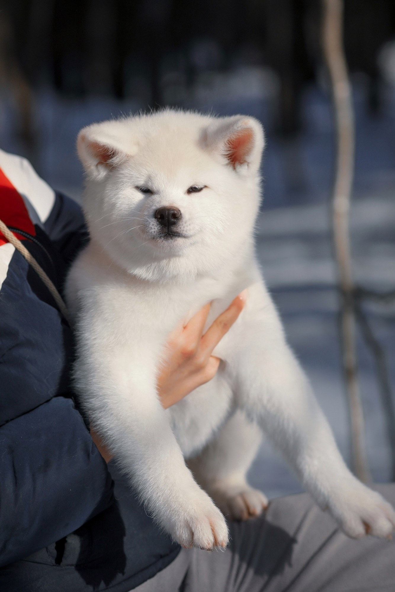 питомник белых Акит