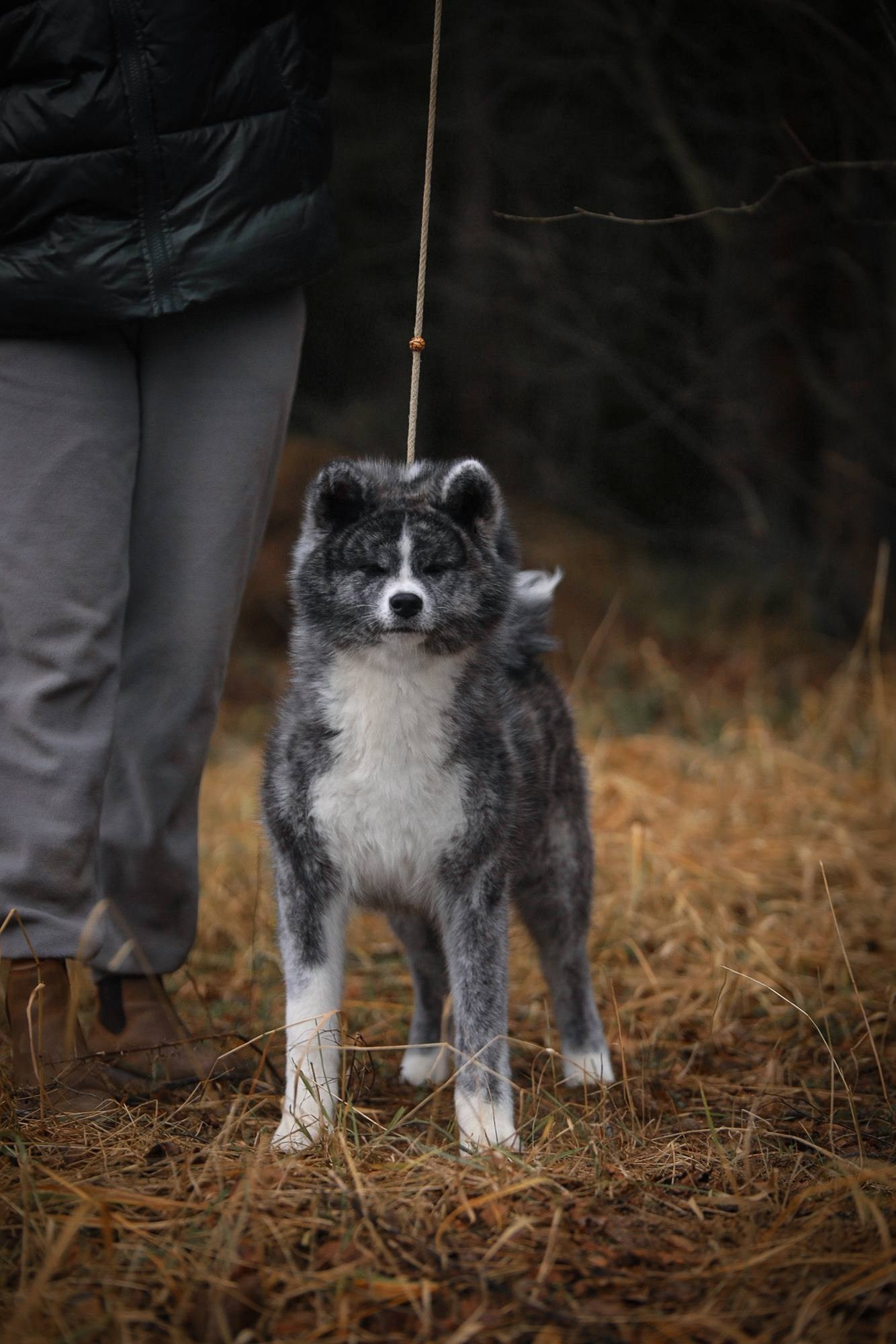Brindle puppies. Kennel Akita inu