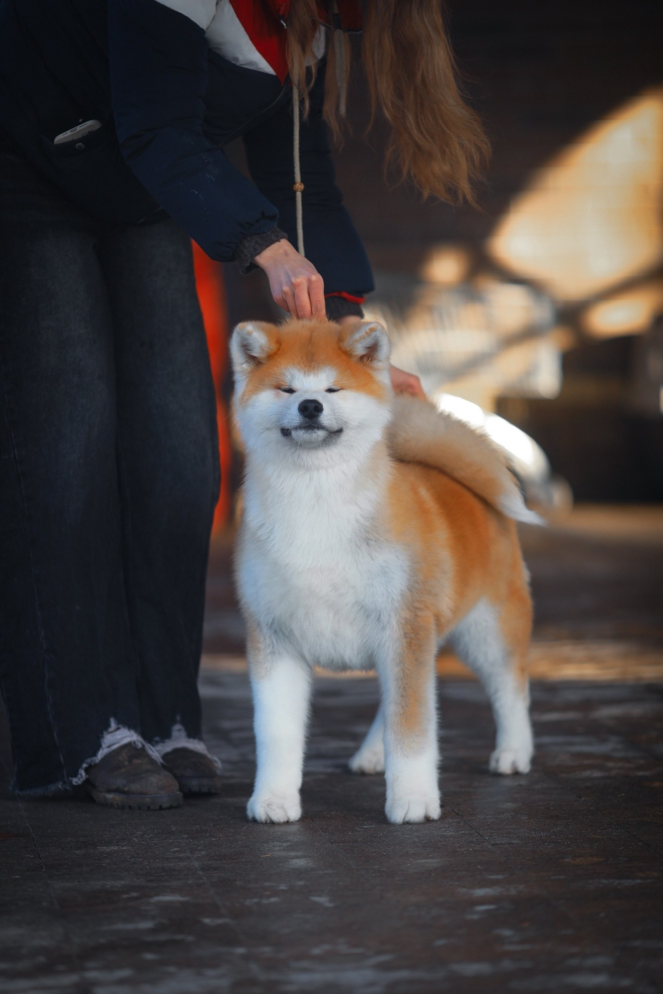 Red puppies. Kennel Akita inu
