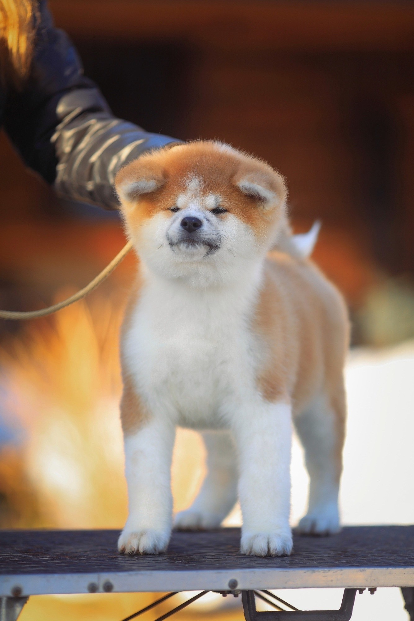 Red puppies. Kennel Akita inu
