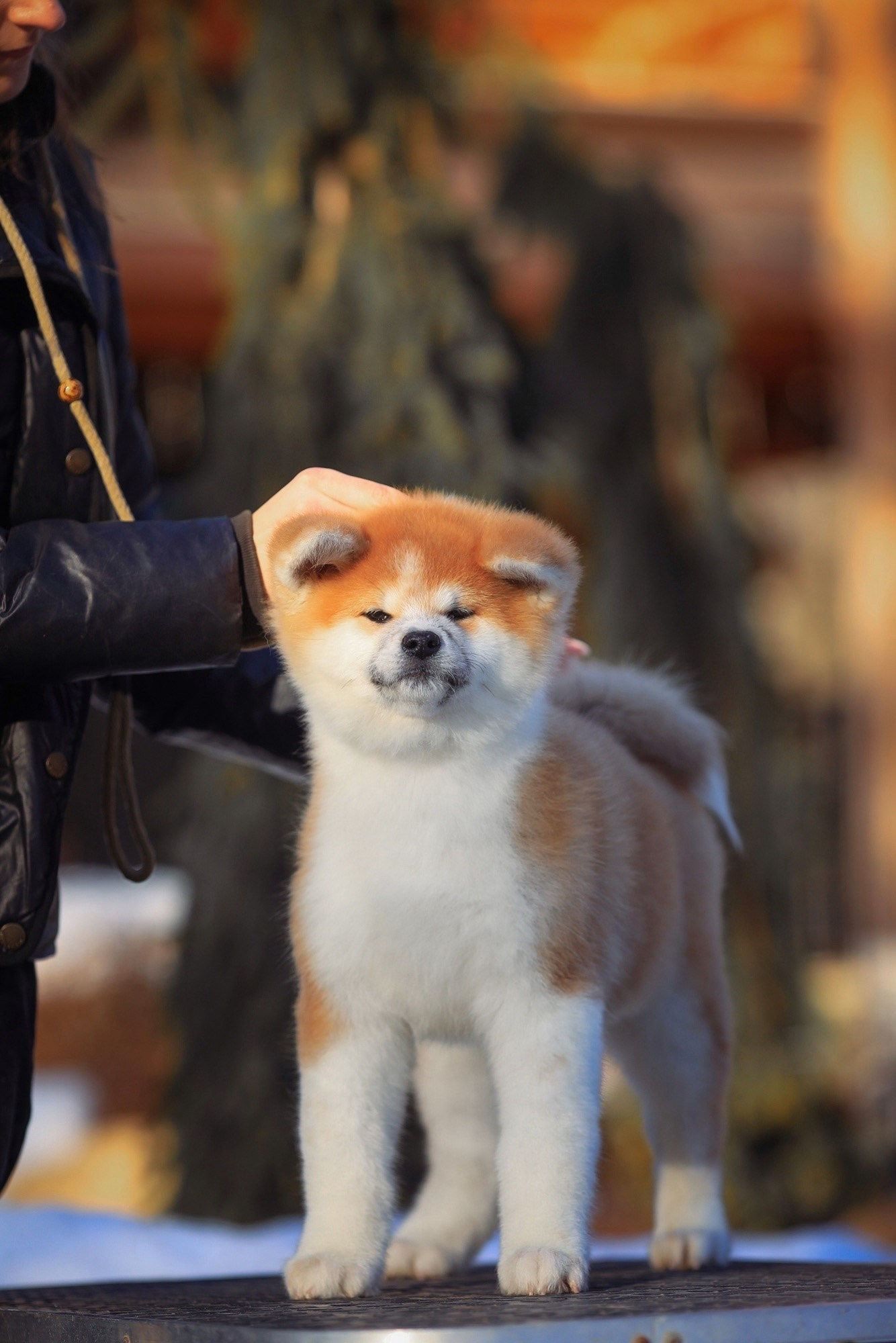 Red puppies. Kennel Akita inu