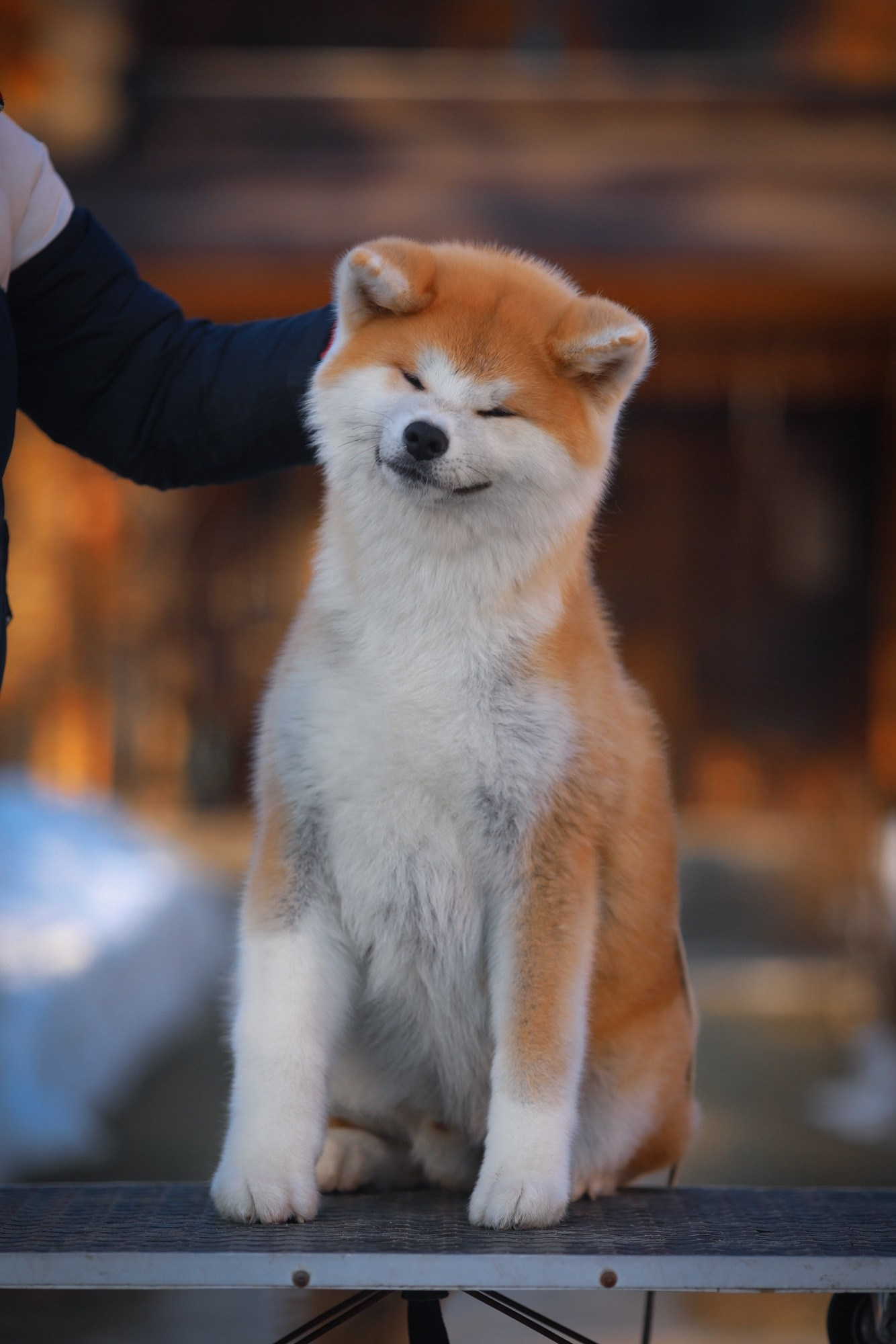 Red puppies. Kennel Akita inu