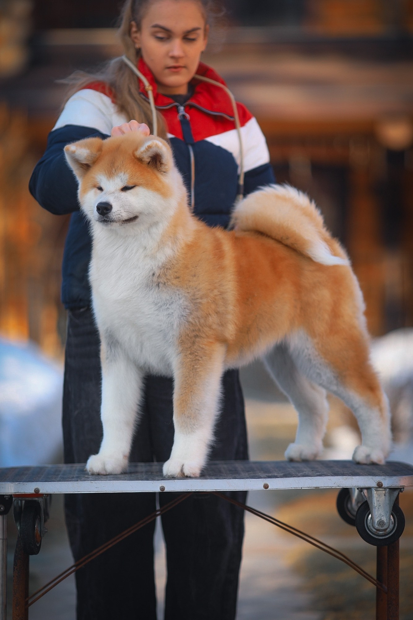 Red puppies. Kennel Akita inu