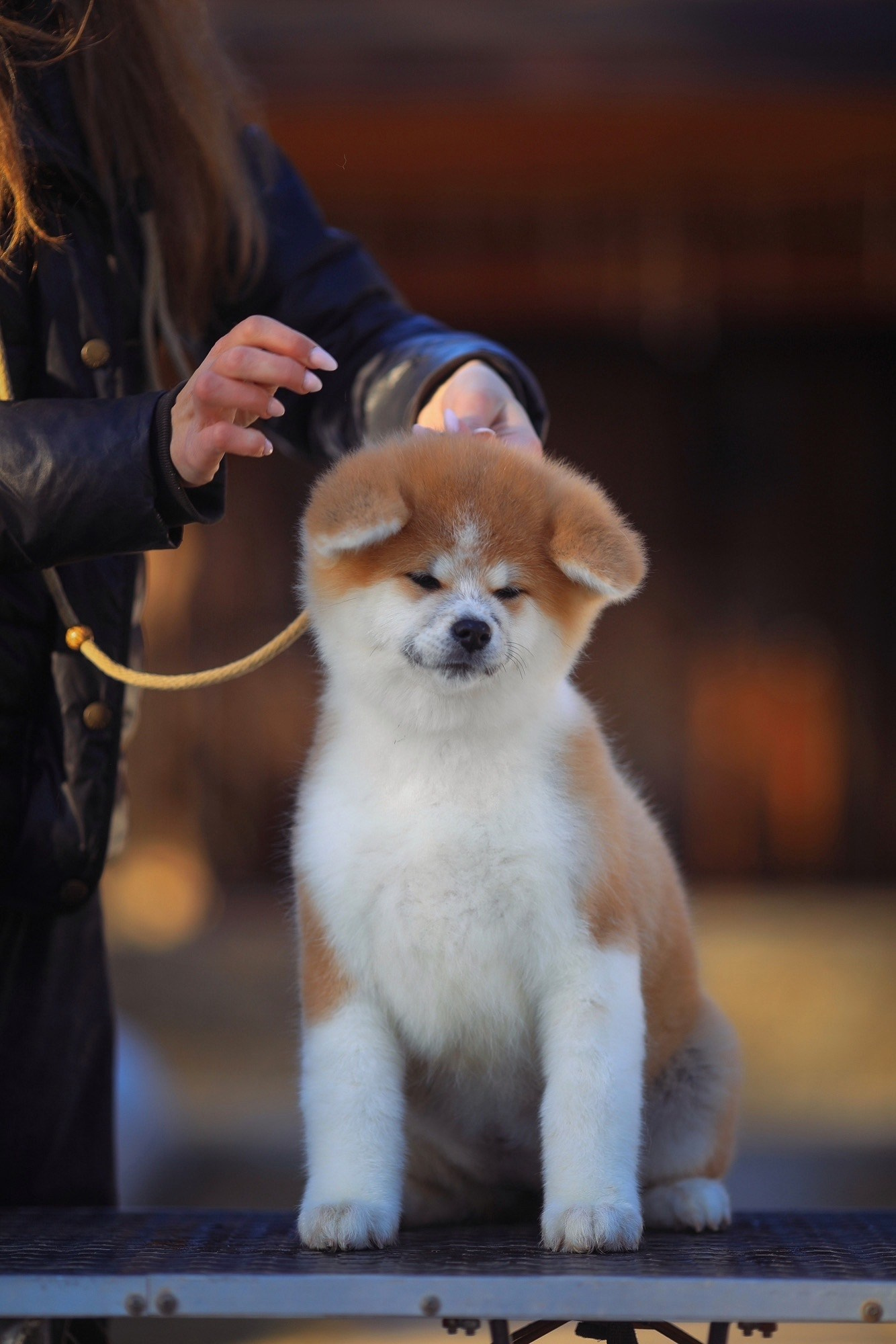 Red puppies. Kennel Akita inu