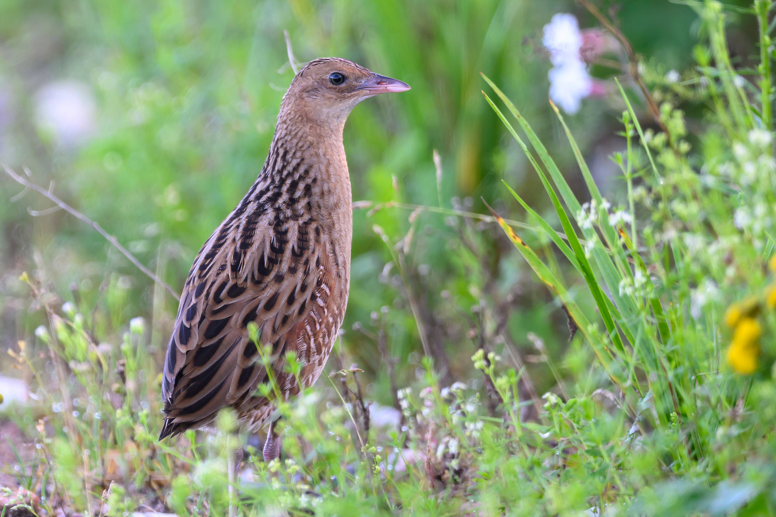 Коростель учится летать. Фотограф Сергей Пупонин