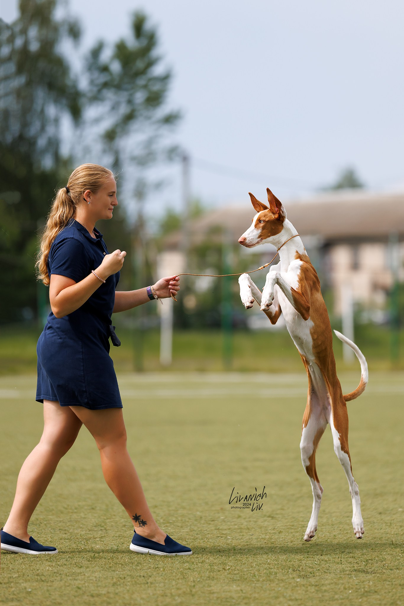 Фотограф для вашей собаки