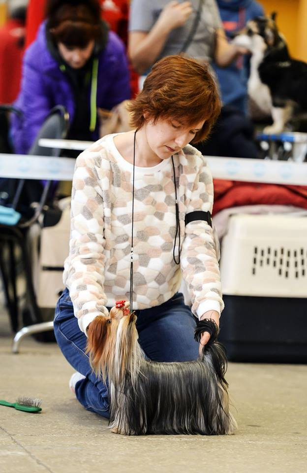 2016 г Результаты выставок. Питомник Йоркширских терьеров Дэнстайл в Санкт-Петербурге заводчик Тих