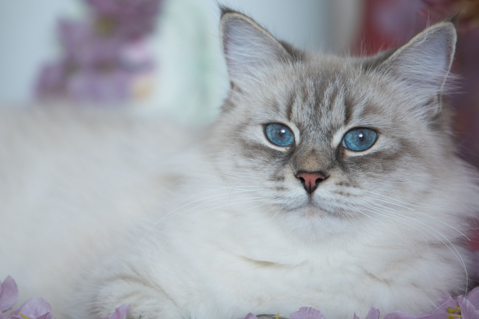 Наши кошки. Главная