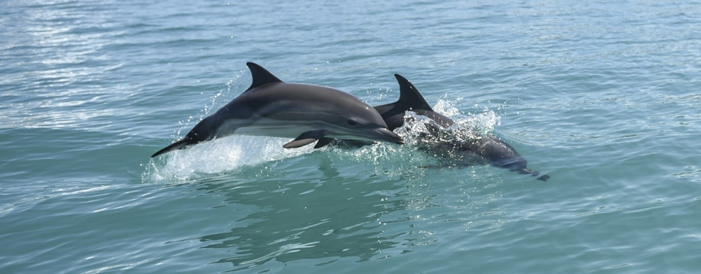 Миссия компании Гринвей