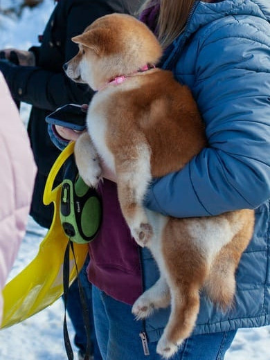 Сиба питомник RUBYLIGHT. Американская акита I Сиба ину I Питомник RUBYLIGHT