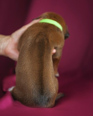 DAMARALAND Iz Doma Narayzi (ДАМАРАЛЭНД Из Дома Нарэйзи). Rhodesian Ridgebacks in St. Petersburg