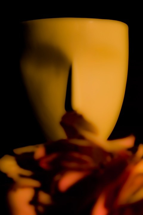 Цветы. Фотограф, фотохудожник г. Краснодар Оксана Зинченко