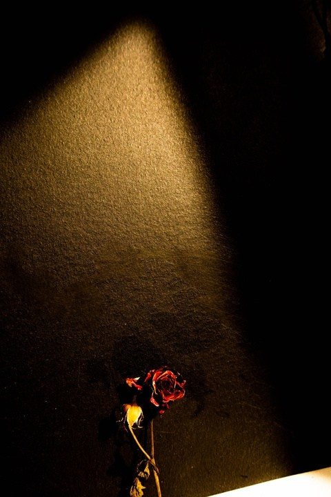 Цветы. Фотограф, фотохудожник г. Краснодар Оксана Зинченко