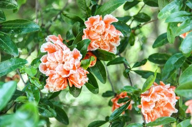 КРАСИВЫЕ МЕСТА В СОЧИ. Свадебный и семейный фотограф/видеограф в Краснодаре Наталья Осинская