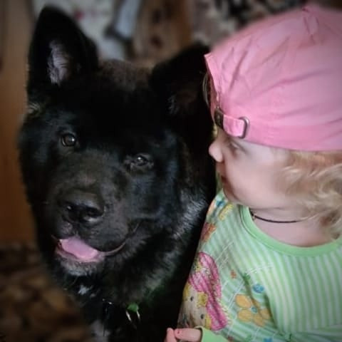 Rubylight Grom Американская акита питомник Рубилайт