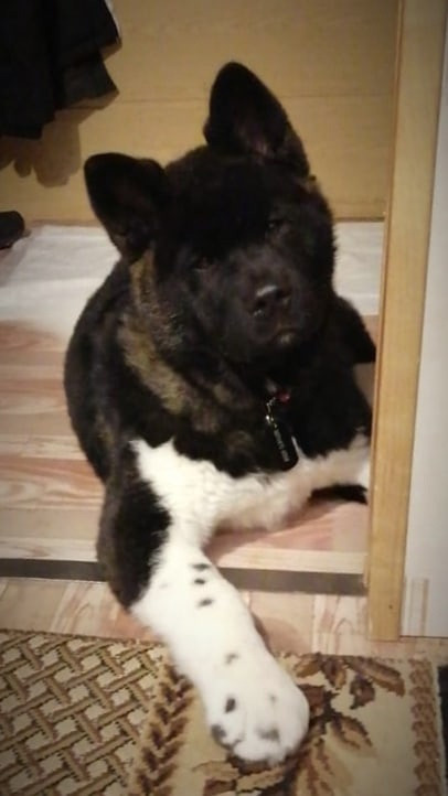 Rubylight Grom Американская акита питомник Рубилайт