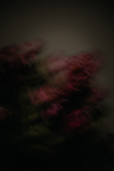 Цветы. Фотограф, фотохудожник г. Краснодар Оксана Зинченко