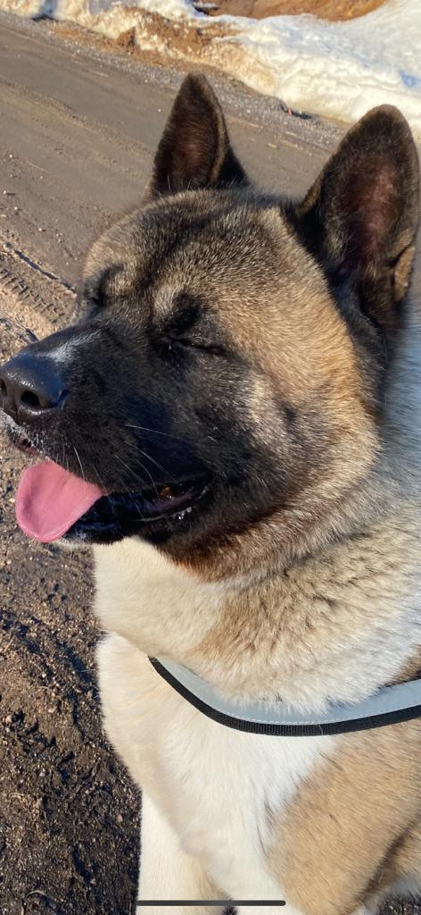 Бриз * ORSON UELLS американская акита